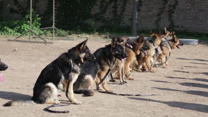 警犬警犬养殖警犬训练狗狼