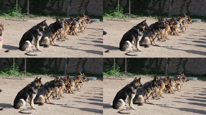 警犬警犬养殖警犬训练狗狼