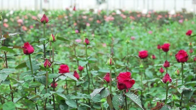 大棚花卉玫瑰种植高清实拍