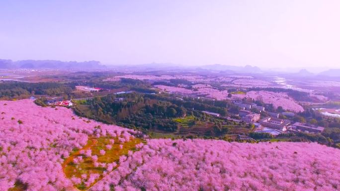 贵州清镇万亩樱花