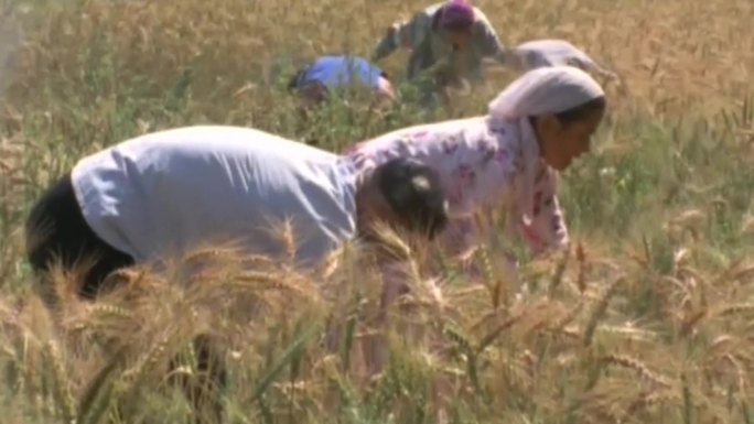 新疆农民