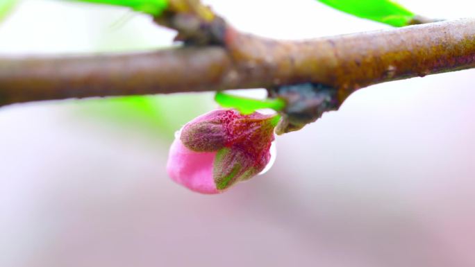 桃花微观桃花春天花