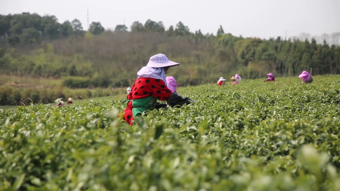 春茶茶场茶叶明前茶采茶制茶炒茶泡茶