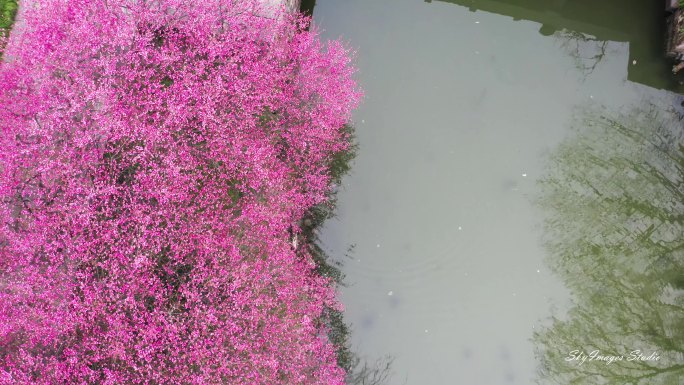 西溪湿地春天梅花开放杭州西溪湿地洪园