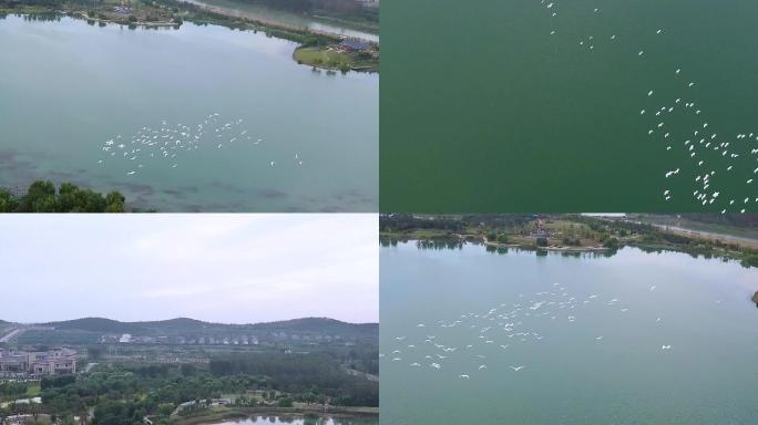 平阴玫瑰湖的鸟群