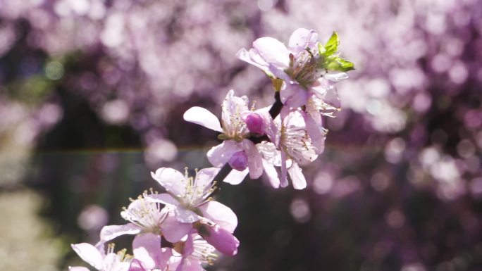 【原创】雨后桃花