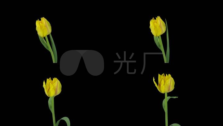 郁金香花开开花过程