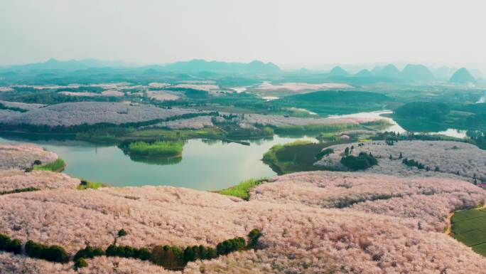 樱花花海