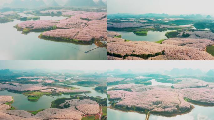 樱花花海