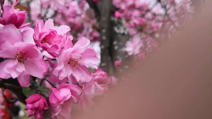 三月海棠花素材