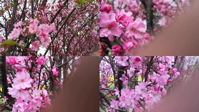 三月海棠花素材