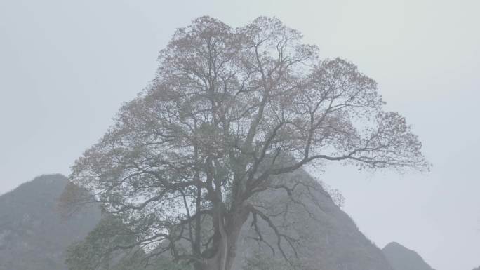 珙桐古树、古树、濒危植物、山间古树