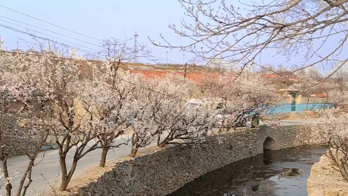 原生态小山村早春桃花春江水暖鸭先知