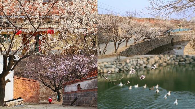 原生态小山村早春桃花春江水暖鸭先知