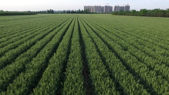 麦浪小麦庄稼绿色农业丰收