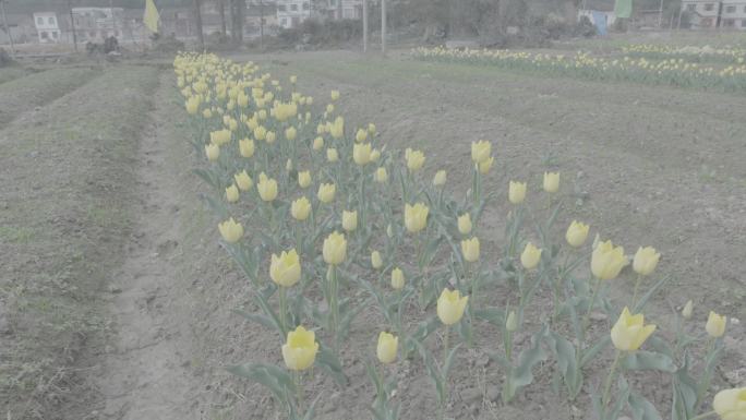 花卉种植基地、精准扶贫、百合、郁金香