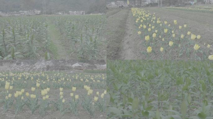 花卉种植基地、精准扶贫、百合、郁金香