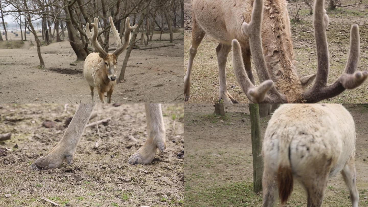 麋鹿特写实拍