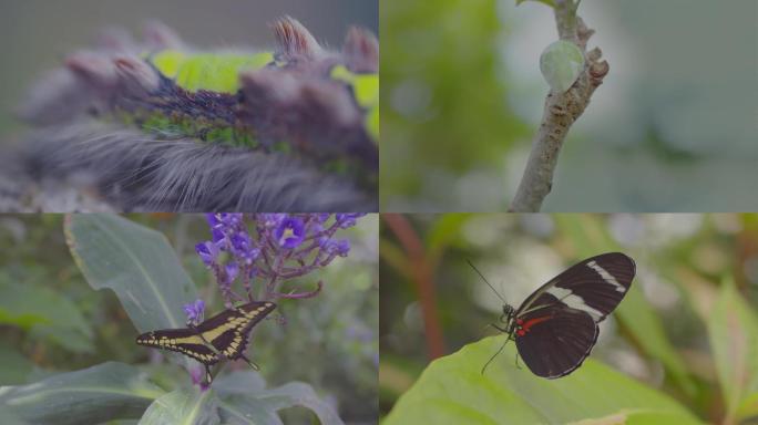 微观世界蝴蝶毛毛虫化茧为蝶微距拍摄4K