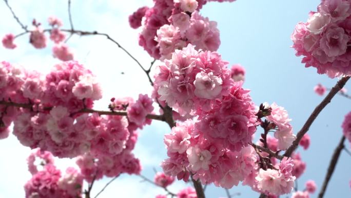 春天唯美樱花海棠花鲜花粉红花瓣花朵