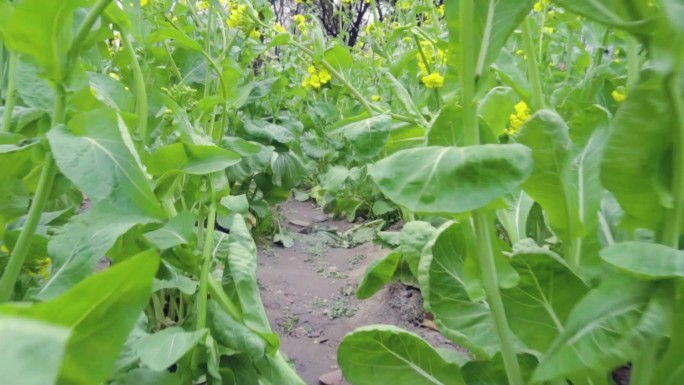 油菜花蜜蜂采蜜