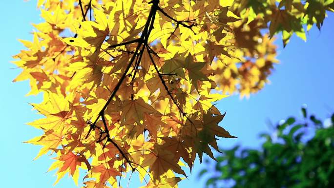 光线穿透红枫叶灿烂秋色蓝天衬托下的黄叶