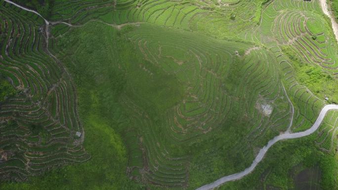 安溪茶山航拍