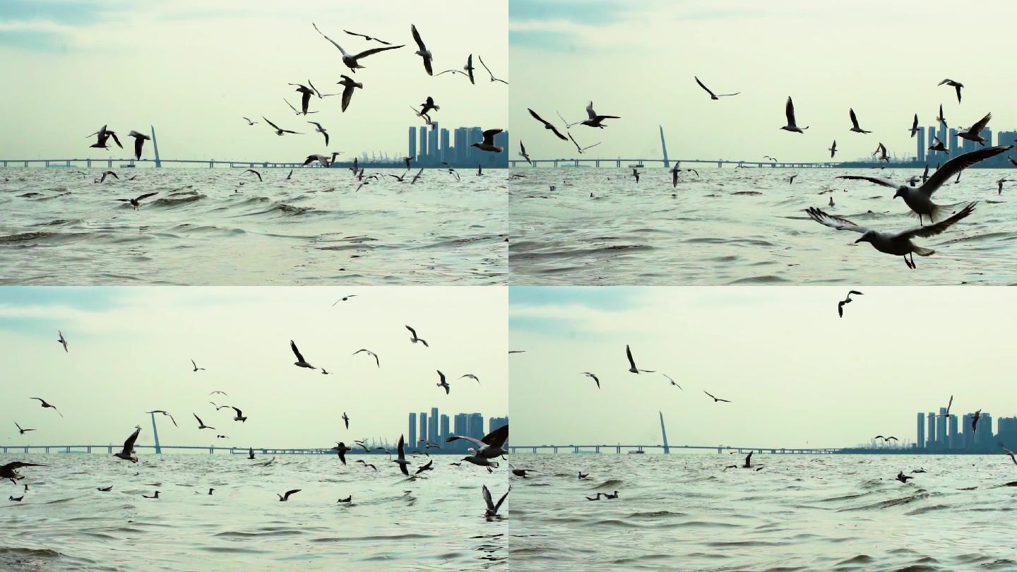 高速摄影海上飞翔的白鹭