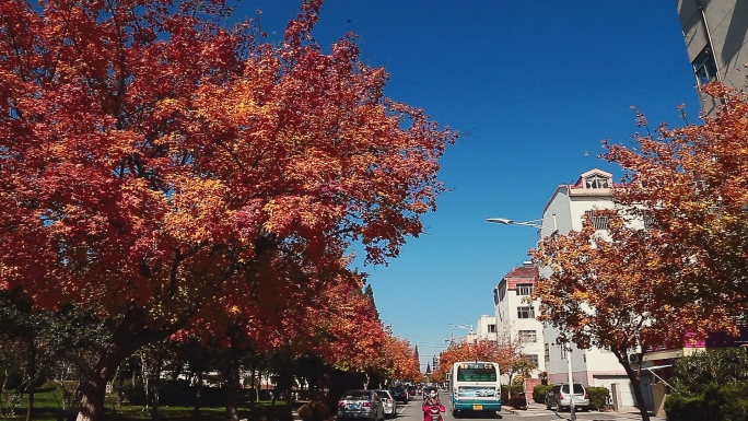秋天中的城市街道马路上落满枫叶