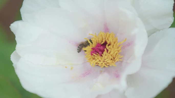 白牡丹蜜蜂采蜜牡丹花