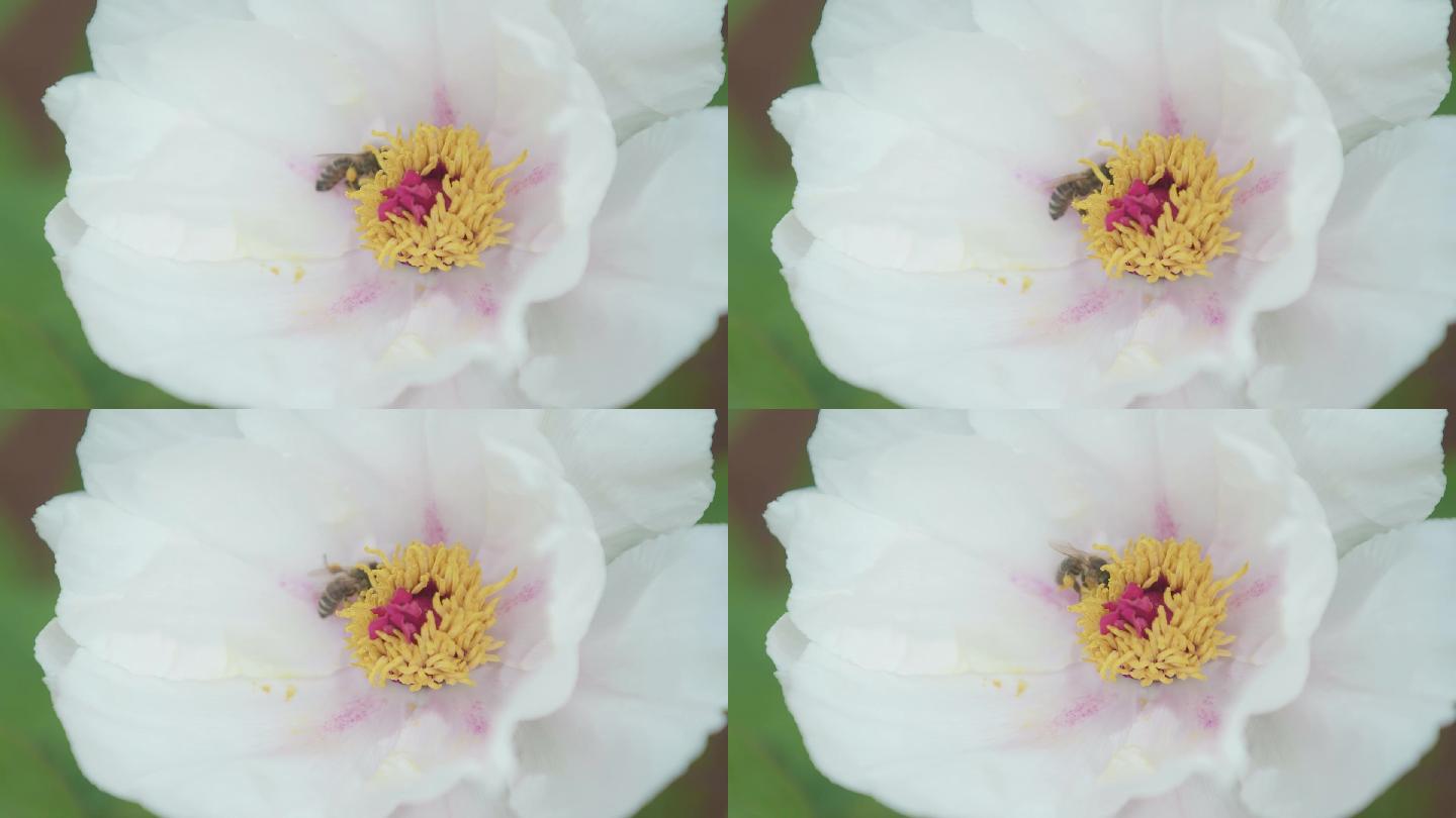 白牡丹蜜蜂采蜜牡丹花
