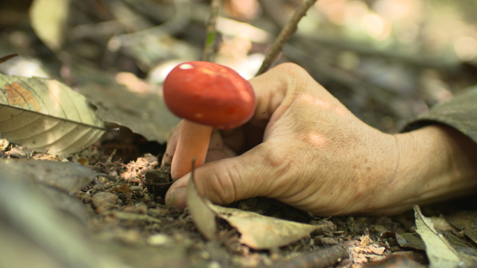 【有版权】原始森林采蘑菇松茸实拍原始素材