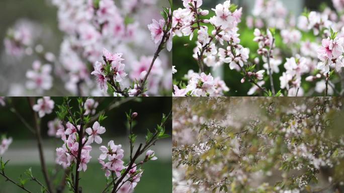 春天桃花盛开春意盎然