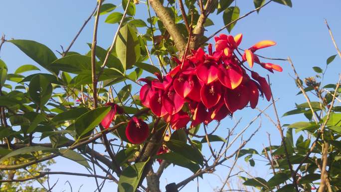 鸡冠刺桐火红的花