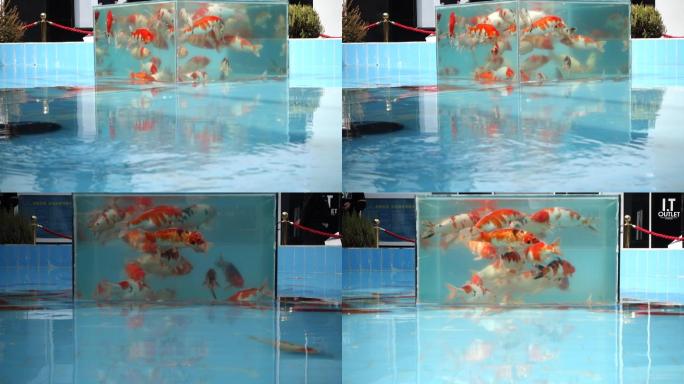 中央水池水清鱼缸金鱼红金鱼
