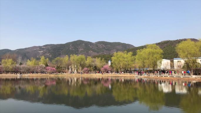 平静水面倒影山桃花夹竹桃