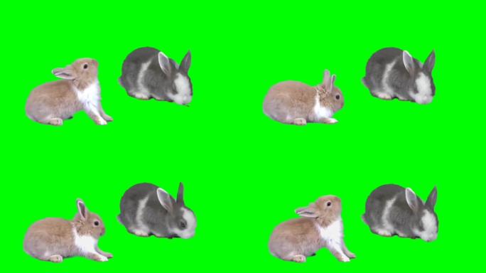 绿幕抠像兔子