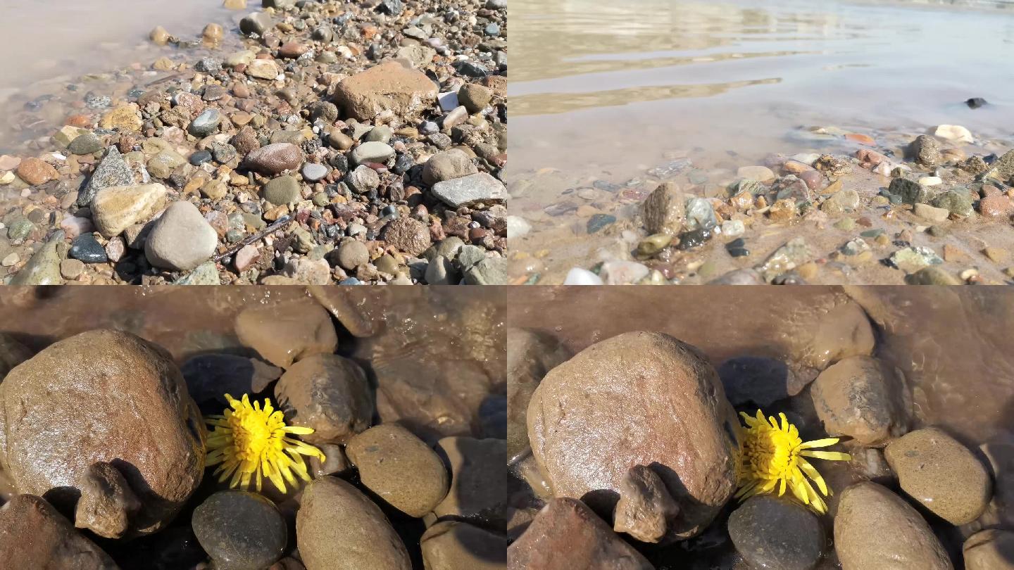 河边的石头水中的菊花清明节祭奠