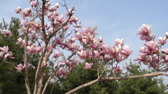 粉白白玉兰花开春天