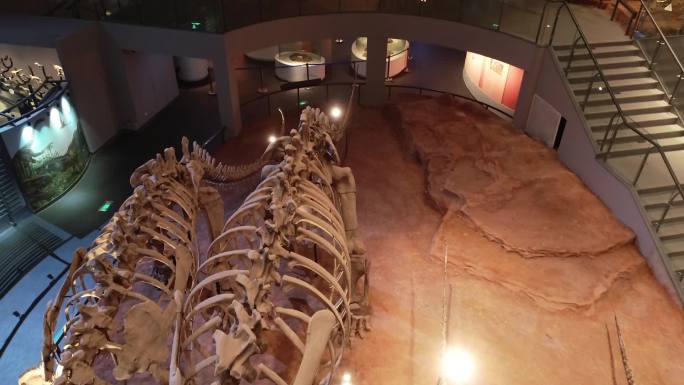 重庆自然博物馆里的恐龙骨架