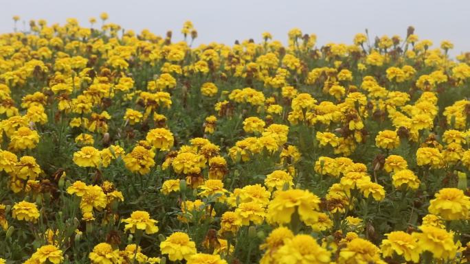 小黄花