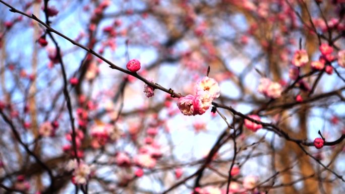 【原创】杏梅含苞骨朵粉色花朵红花