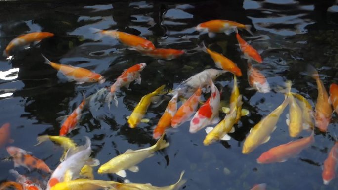 【原创】池塘鲤鱼成群金色红色鲤鱼