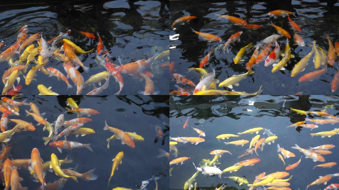 【原创】池塘鲤鱼成群金色红色鲤鱼