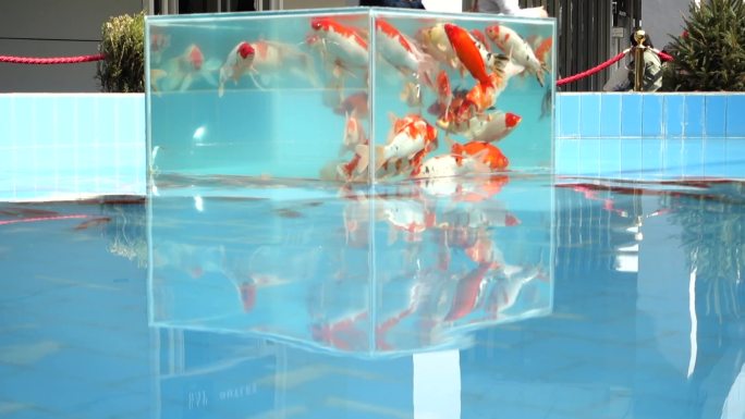 【原创】原创玻璃缸红白鲤鱼鱼池游泳池