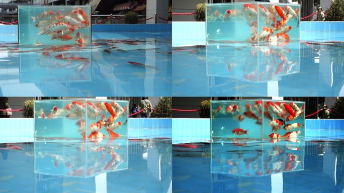 【原创】原创玻璃缸红白鲤鱼鱼池游泳池