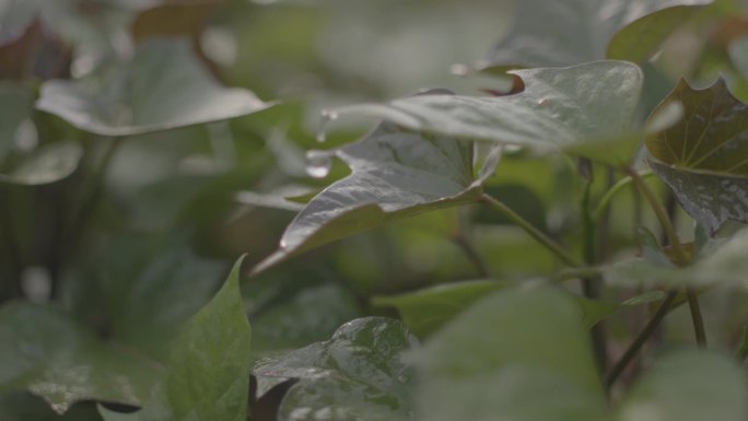 好山好水好红薯（地瓜）沂蒙山—孩子玩耍