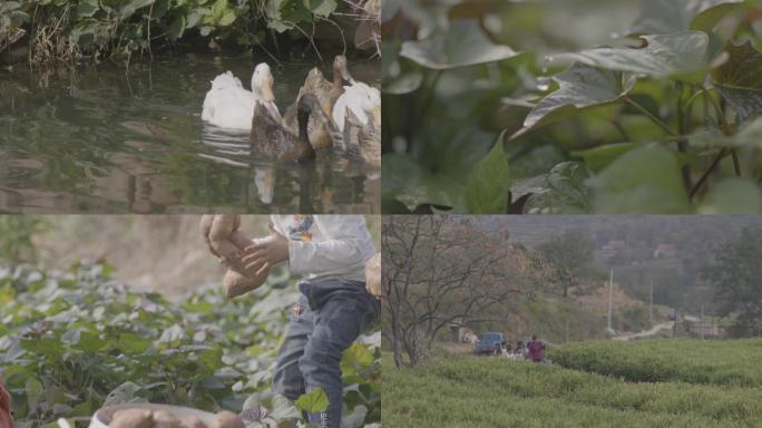 好山好水好红薯（地瓜）沂蒙山—孩子玩耍