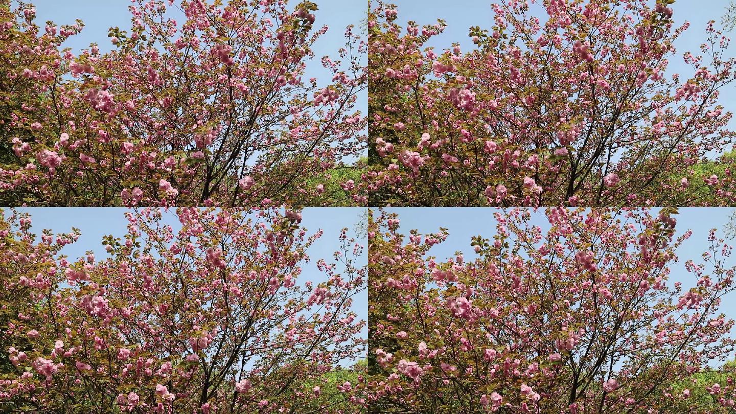 春风时节樱花开，寒意渐散喜气来（6）