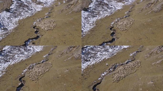 4K青海湖羊群动物高原雪山秋季